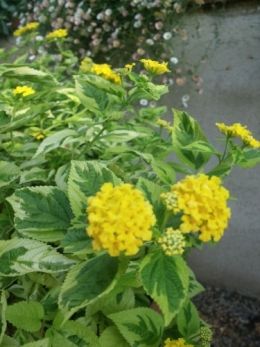 été