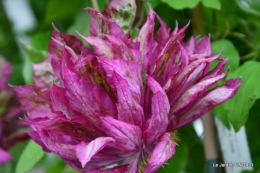 Fouleix,marguerites,hostas 083.JPG