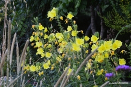 jardin,papillons,Cadouin,légumes,Sophie, 043.JPG