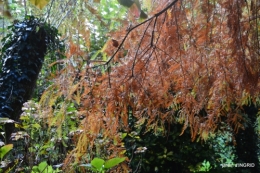 couleurs d'automne,bouquet,lune 089.JPG