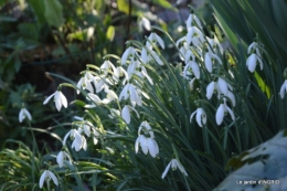 février,perces-neiges,hamamélis,paquerettes 021.JPG