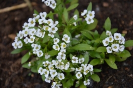 rosiers,fleurs blanches,pollen,magasin 135.JPG