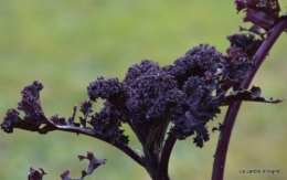 janvier,jasmin,jardin,décès Papy, 097.JPG