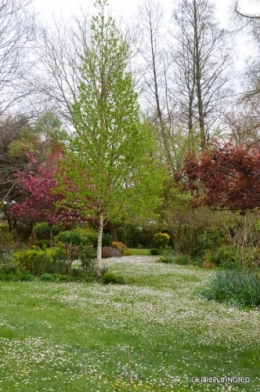 jardin confiné ,osier,magnolia jaune 067.JPG