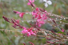 papillons,couleurs d'automne,Bernadette,pluie 152.JPG