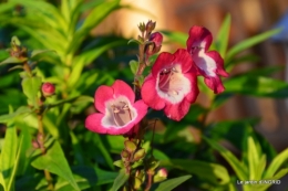 jardin en hiver,à Ciron 028.JPG