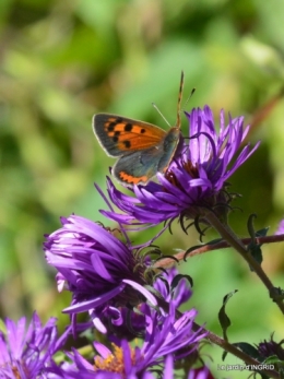 papillons,couleurs d'automne,Bernadette,pluie 013.JPG