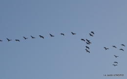 Grues et plantes à Ciron 023.JPG