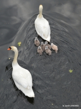 bébés cygnes,iris,clématite 028.JPG