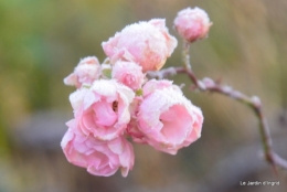 canal givre jardin 051.JPG