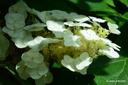 jardin,papillons,Cadouin,légumes,Sophie, 064.JPG