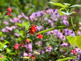 canal dentelles,Nernadette,fleurettes,apres tonte 011.JPG