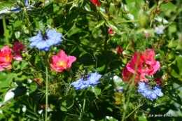 roses,marguerites,MOI,fêtes des mères avec les enfants 034.JPG