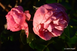 jardin début d'automne ,Sophie,rouge 100.JPG