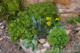 la Roque Gageac,Ines,jardin 028.JPG