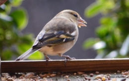 les oiseaux,les poules d'eau 047.JPG