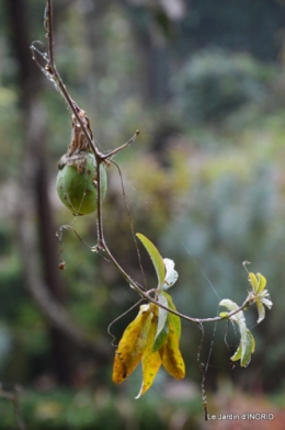 brume,dentelles,fleurs,Noel Jardiland 039.JPG