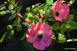 tour de jardin,bouquet,chez Bernadette, 063.JPG