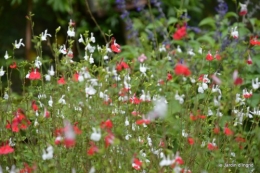 après la pluie,Tuillères,Mne Peirichou fleurs 049.JPG