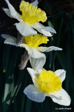 jonquilles,aubriétia,pervenche,primevères,lamier,crocus,violettes,cognassier du japon,euphorbe myrsinittes,prunus sauvage