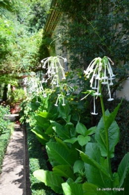 hibiscus,St Marcel,chez Brigitte,chats,jardin,Banes,papillons 129.JPG