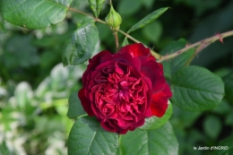 trémolat,oiseaux,jardin,cygnes,roses, 029.jpg