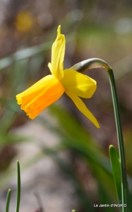 grues ,jonquilles,violettes,Nikky 021.JPG