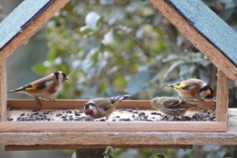 les oiseaux sur terrasse 032.JPG