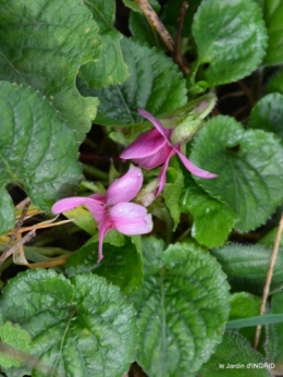 premières fleurs février,la pluie,la fauvette,hélébores 007-001.JPG