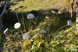 fin de l'automne,Lalinde,bouquet de l'avent 016.JPG