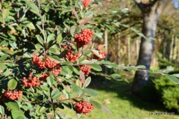 dernières automne,givre,chat 021.JPG