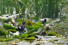 puces Lalinde,bébés canards,au moulin souci 120.JPG