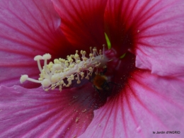 Ines,bouquet,hibiscus rose,cygnes,jardin 104.JPG