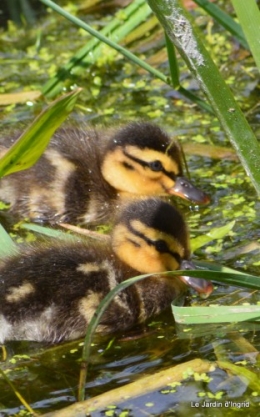 puces Lalinde,bébés canards,au moulin souci 135.JPG