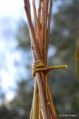 Cours d'osier,première fleur 025.JPG