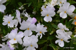 canal,fleurs blanches,marguerites,LE FLEIX,osier 069.JPG