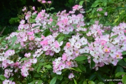 roses,poule d'eau,bébés cygnes, 128.JPG