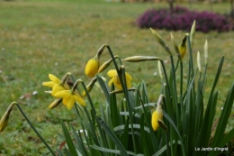 jonquilles,tableau d'ambience,champignons,gouttes d'eau 009.JPG