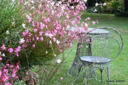 jardin en septembre,les cygnes 143.JPG