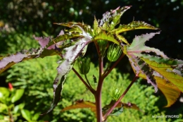 jardin,arrosage,pourpre,bouquet 037.JPG