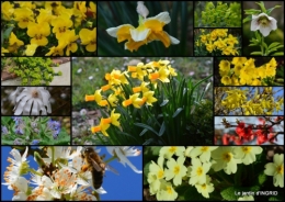 2015-03-08 jonquilles,Montignac,massifs,coucher de soleil6.jpg