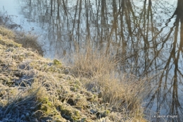 givre,maison,oiseaux 043.JPG