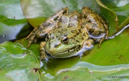 puces Lalinde,bébés canards,au moulin souci 089.JPG