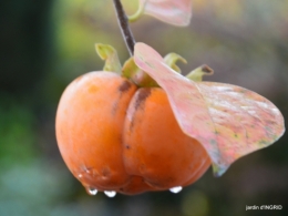 couleurs d'automne,bouquet,lune 076.JPG