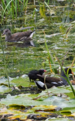 puces Lalinde,bébés canards,au moulin souci 042.JPG