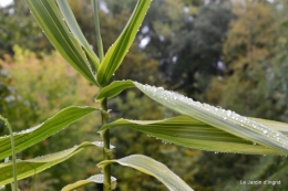 bourdon,sauges,pluie 068.JPG