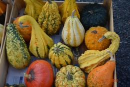 champignons,citrouilles,st Mayme de Péreyrol,fuschias,jardin aut 061.JPG