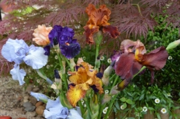 serre,iris,ancolie,iriseraie Papon,moulin 196.JPG