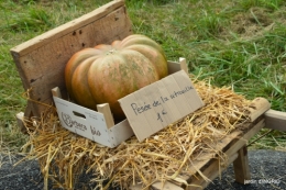 fête de la citrouille,jardinage,jardin 053.JPG