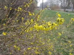 magnolia,forsythia,mahonia